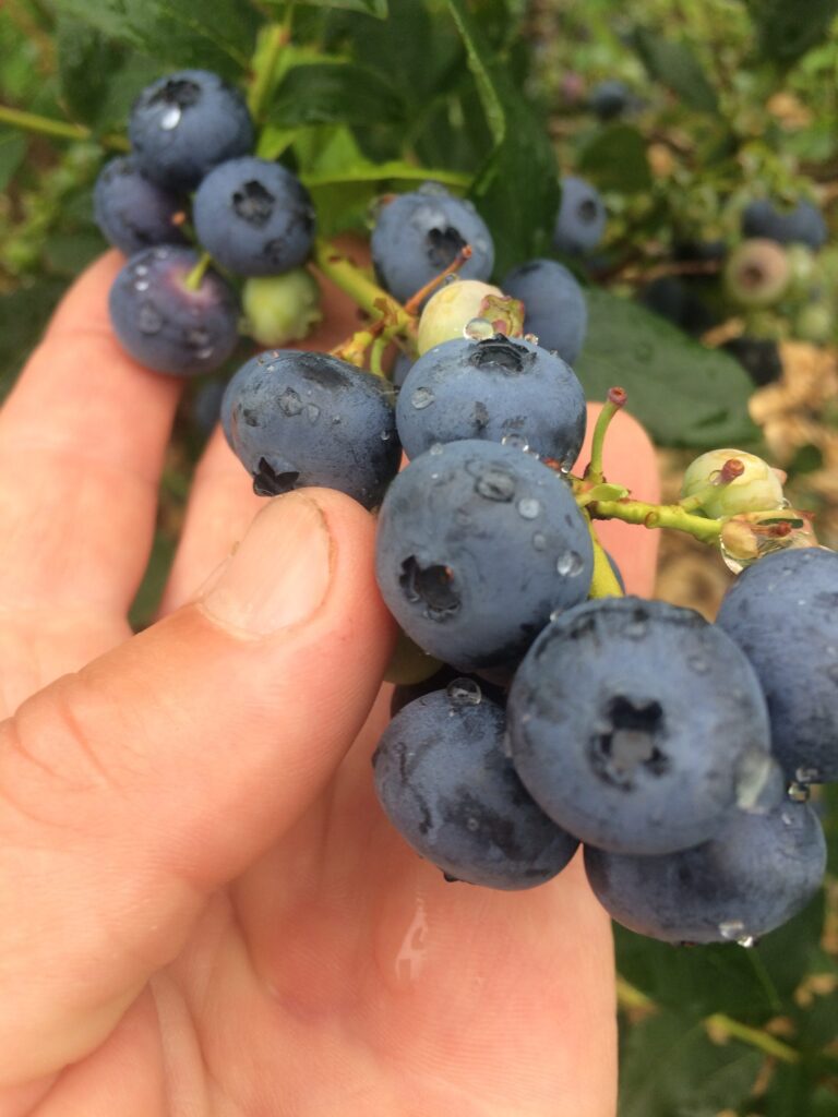 blueberries