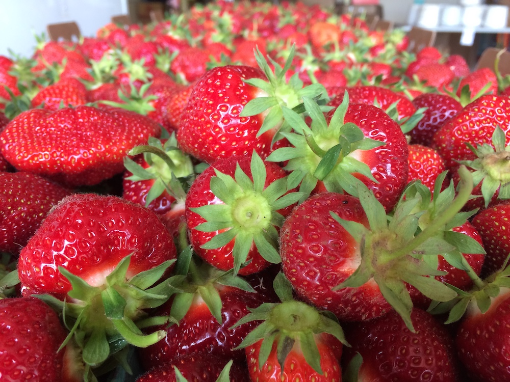 Pick Your Own Strawberries