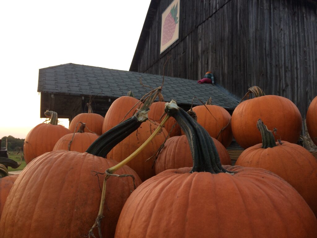 pumpkins stacked outside of the Porter's Patch barn