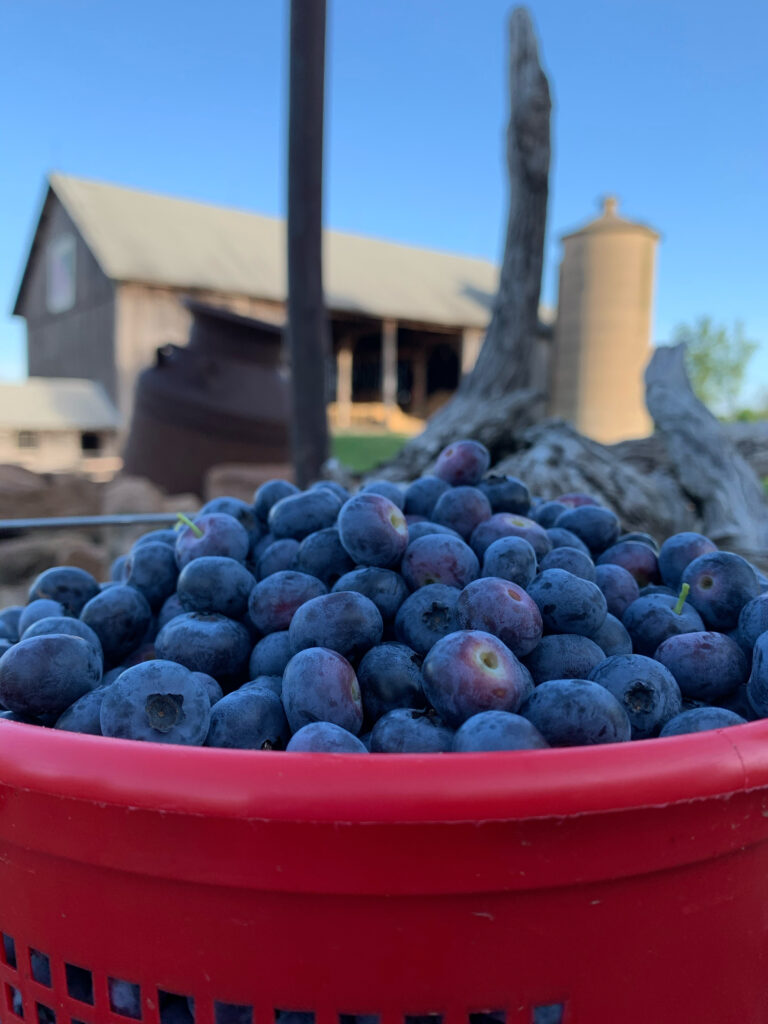 Pick Your Own Blueberries in a red bucket with a farmhouse in the background