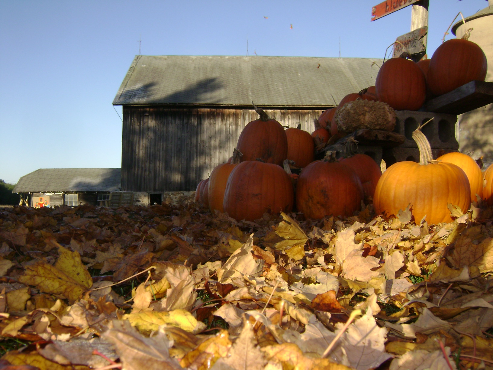pumpkins in fall