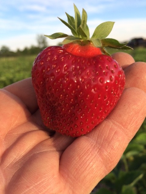 perfect strawberry