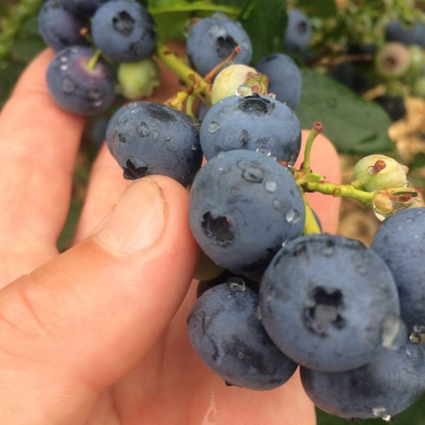 Raspberry & Blueberry Picking near Bonduel WI Porter's Patch