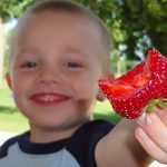 Strawberry Picking in Northeastern Wisconsin